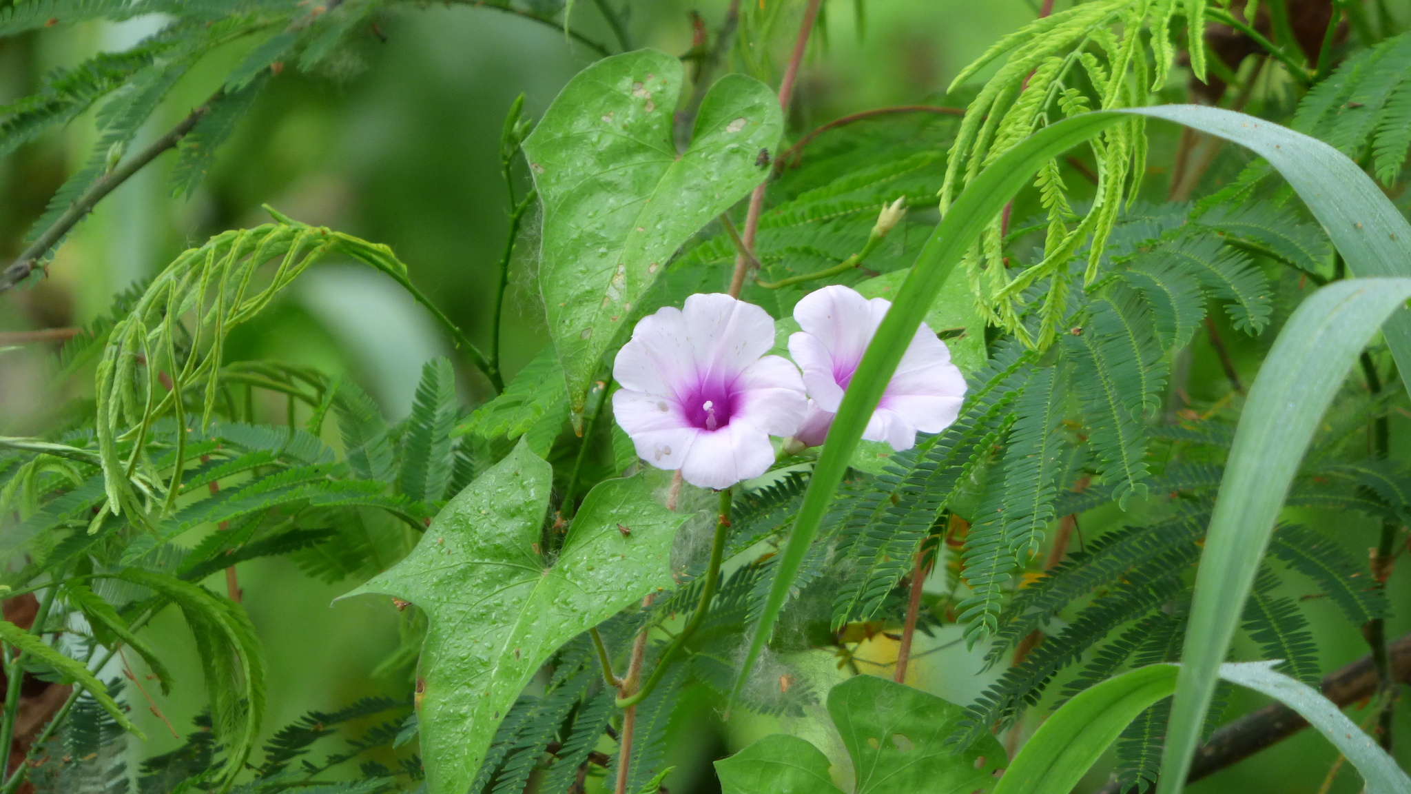 Ipomoea batatas