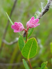 Apocynum venetum