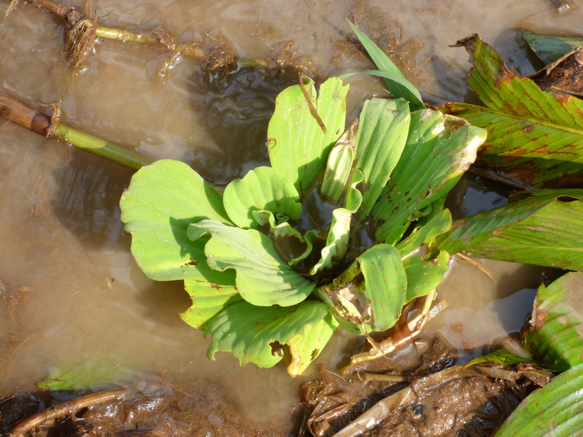 Pistia stratiotes