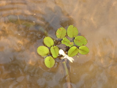 Salvinia molesta