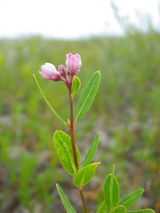Apocynum venetum