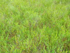 Apocynum venetum