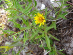 Pentanema sabuletorum