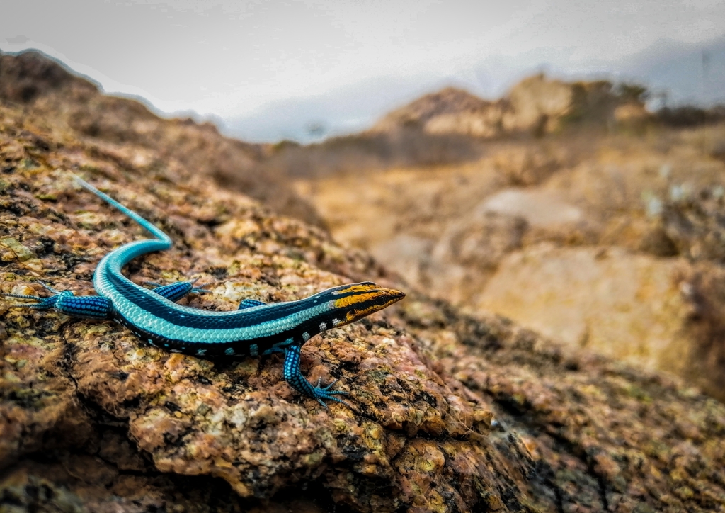 Angolan Blue-Tailed Skink