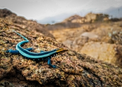 Trachylepis laevis