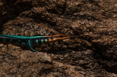 Trachylepis laevis