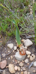 Cyrtanthus obliquus