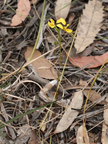 Image of Golden Donkey Orchid (Diuris aurea) by (c) tobyyy, some rights reserved (CC BY-SA)