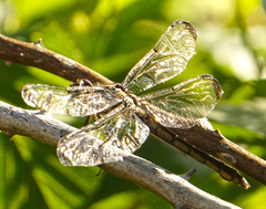 Libellula incesta