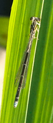 Enallagma exsulans