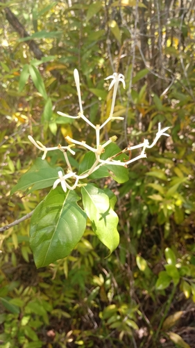 Chassalia princei