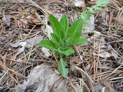 Viola gmeliniana
