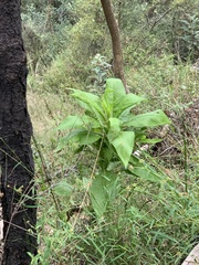 Calomeria amaranthoides