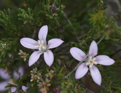 Philotheca reichenbachii