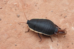 Polyzosteria limbata