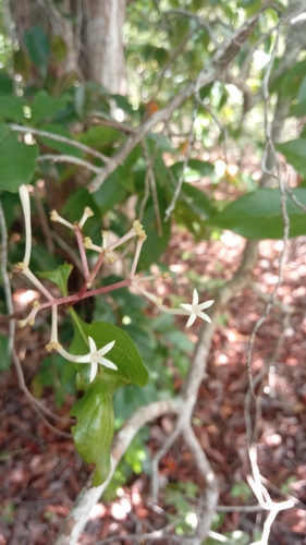 Chassalia princei