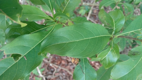 Chassalia princei