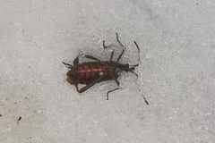 Leptoglossus occidentalis
