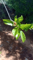 Tetracera