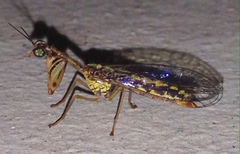 Austromantispa imbecilla