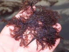 Microcladia borealis