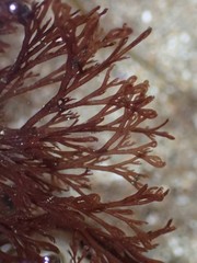 Microcladia borealis