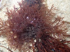 Microcladia borealis