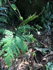 Sceptridium formosanum