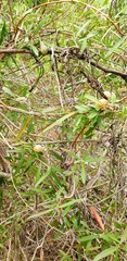 Billardiera cymosa