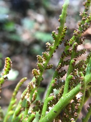 Sceptridium formosanum