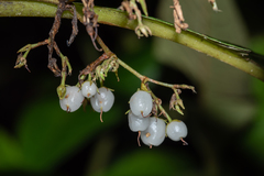 Rhynchotechum ellipticum