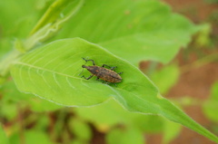 Lixus impressiventris