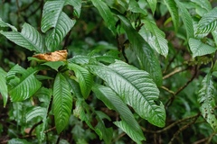 Rhynchotechum ellipticum