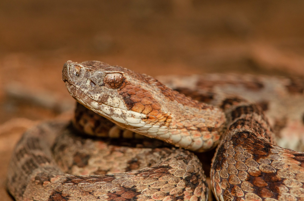 Caatinga Lancehead