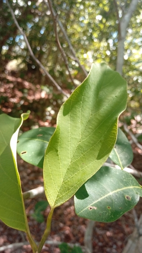 Annona senegalensis image