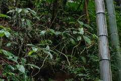 Rhynchotechum ellipticum