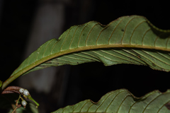 Rhynchotechum ellipticum