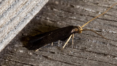 Lecithocera terrigena