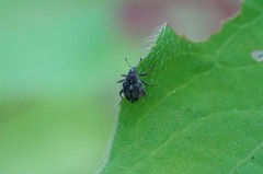 Cardipennis shaowuensis