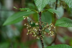 Rhynchotechum ellipticum