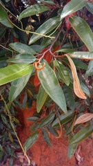 Sarcolaena codonochlamys image