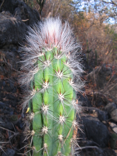 Pilosocereus collinsii