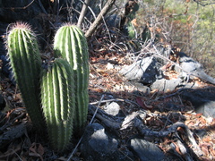 Cephalocereus scoparius