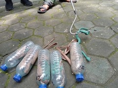 Trimeresurus insularis