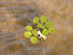 Salvinia molesta