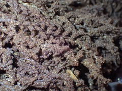 Callithamnion pikeanum