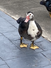 Cairina moschata domestica