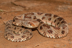 Bothrops erythromelas