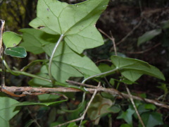 Senecio quinquelobus