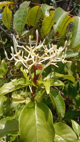 Chassalia princei